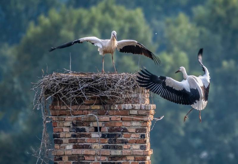 Professional Chimney Animal Removal Services in Lincoln Park, Michigan
