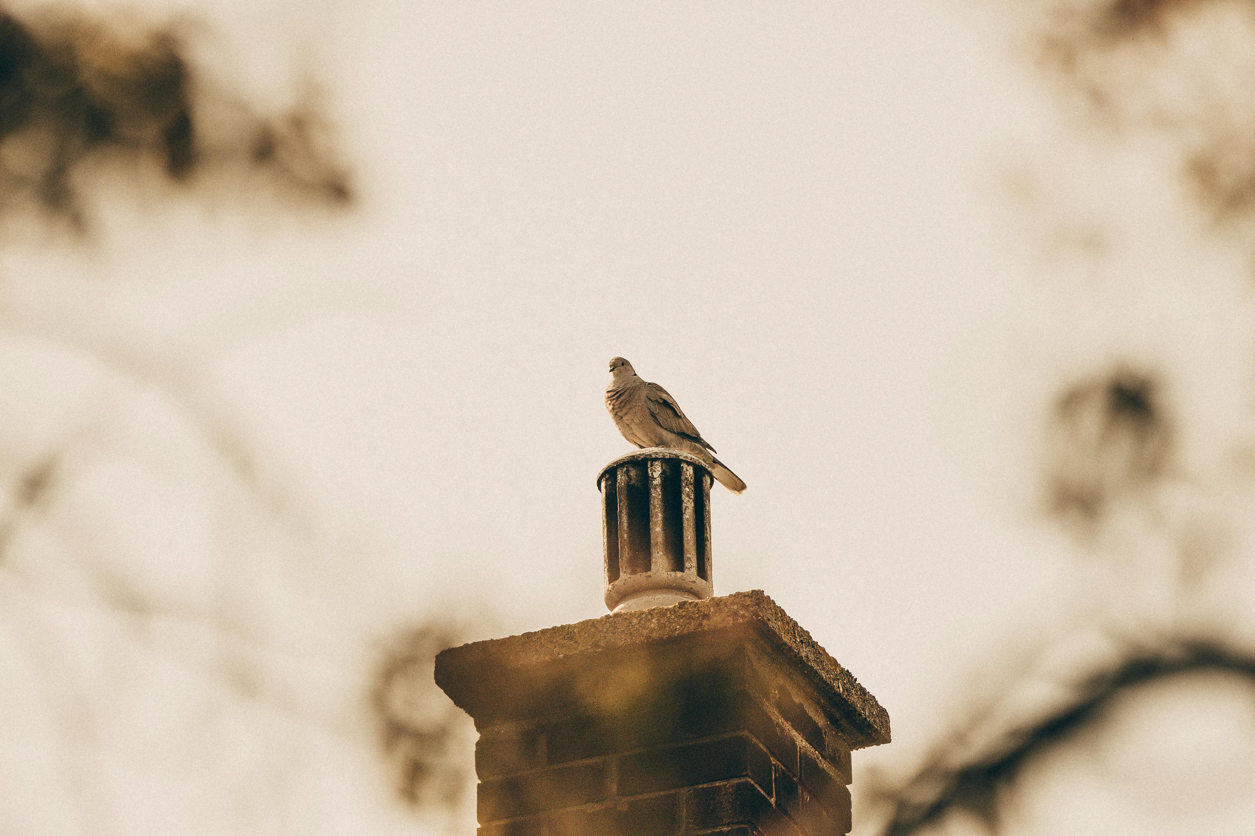 Expert Chimney Cap Installation in Lincoln Park, Michigan